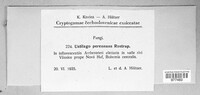 Ustilago avenae image